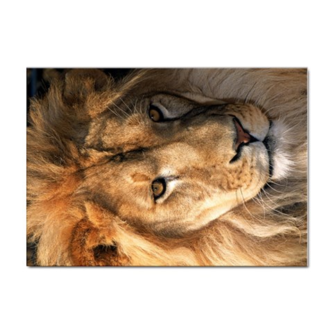 Lion 0008 Sticker A4 (10 pack) from ArtsNow.com Front