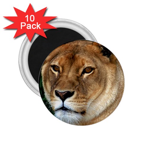 Lioness 0009 2.25  Magnet (10 pack) from ArtsNow.com Front