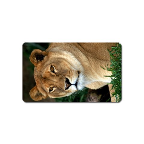 Lioness 0009 Magnet (Name Card) from ArtsNow.com Front