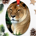 Lioness 0009 Oval Ornament (Two Sides)