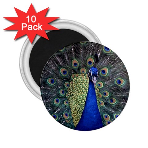 Peocock 0010 2.25  Magnet (10 pack) from ArtsNow.com Front