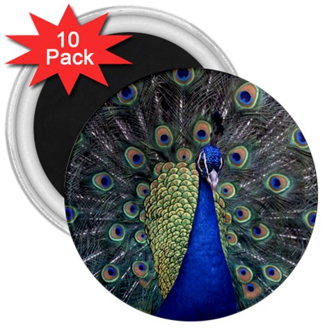 Peocock 0010 3  Magnet (10 pack) from ArtsNow.com Front