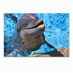 Dolphin Postcard 5  x 7 