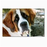 Saint bernard Postcard 5  x 7 