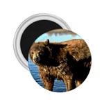 Wet bear 2.25  Magnet