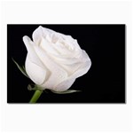 White rose Postcard 5  x 7 