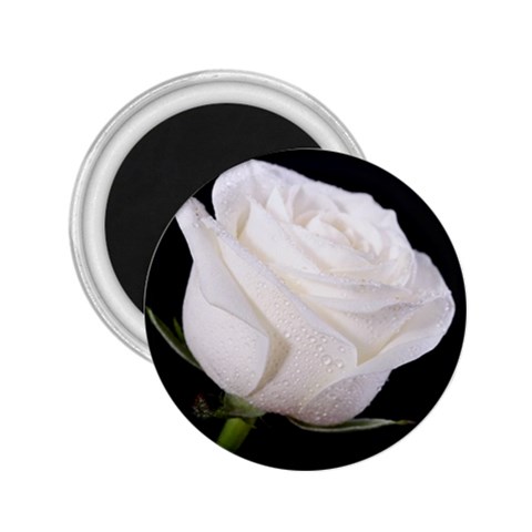 White rose 2.25  Magnet from ArtsNow.com Front