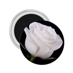 White rose 2.25  Magnet