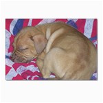 Sleeping puppy Postcard 5  x 7 