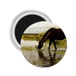 Horse in the Water 2.25  Magnet