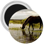 Horse in the Water 3  Magnet