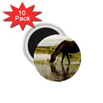 Horse in the Water 1.75  Magnet (10 pack) 