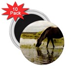 Horse in the Water 2.25  Magnet (10 pack)