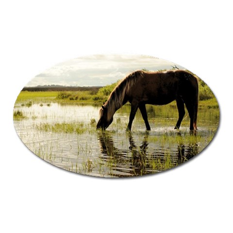 Horse in the Water Magnet (Oval) from ArtsNow.com Front