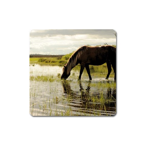 Horse in the Water Magnet (Square) from ArtsNow.com Front