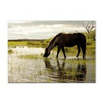 Horse in the Water Sticker A4 (10 pack)