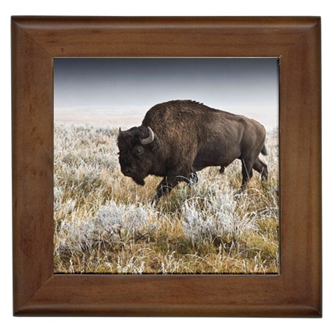 Buffalo Framed Tile from ArtsNow.com Front