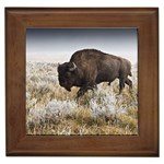 Buffalo Framed Tile