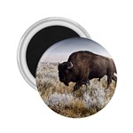 Buffalo 2.25  Magnet