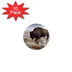 Buffalo 1  Mini Magnet (10 pack) 