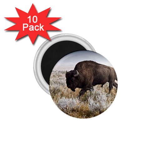 Buffalo 1.75  Magnet (10 pack)  from ArtsNow.com Front