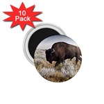 Buffalo 1.75  Magnet (10 pack) 