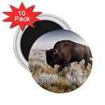 Buffalo 2.25  Magnet (10 pack)