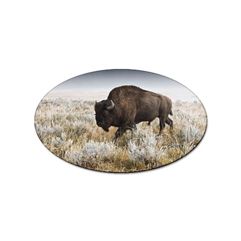 Buffalo Sticker (Oval) from ArtsNow.com Front