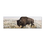 Buffalo Sticker (Bumper)