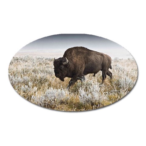 Buffalo Magnet (Oval) from ArtsNow.com Front