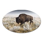 Buffalo Magnet (Oval)