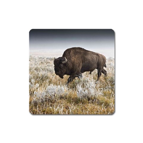 Buffalo Magnet (Square) from ArtsNow.com Front