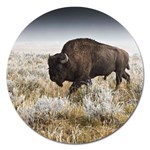 Buffalo Magnet 5  (Round)