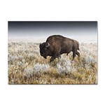 Buffalo Sticker A4 (10 pack)