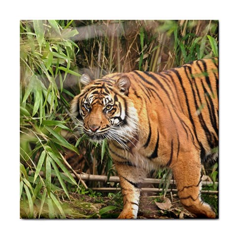 Tiger 1 Tile Coaster from ArtsNow.com Front