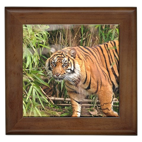 Tiger 1 Framed Tile from ArtsNow.com Front