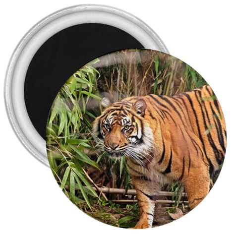 Tiger 1 3  Magnet from ArtsNow.com Front