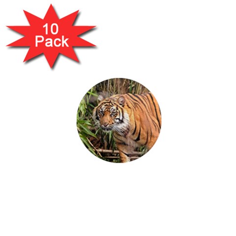 Tiger 1 1  Mini Magnet (10 pack)  from ArtsNow.com Front