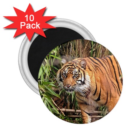 Tiger 1 2.25  Magnet (10 pack) from ArtsNow.com Front