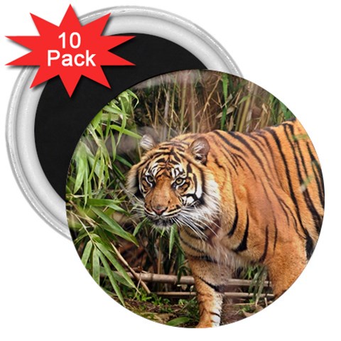 Tiger 1 3  Magnet (10 pack) from ArtsNow.com Front