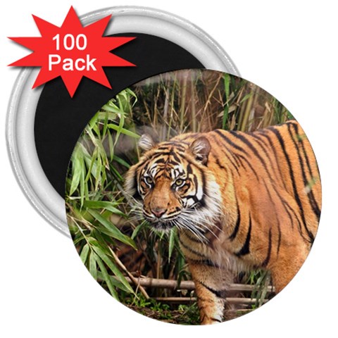 Tiger 1 3  Magnet (100 pack) from ArtsNow.com Front