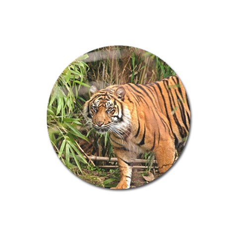 Tiger 1 Magnet 3  (Round) from ArtsNow.com Front