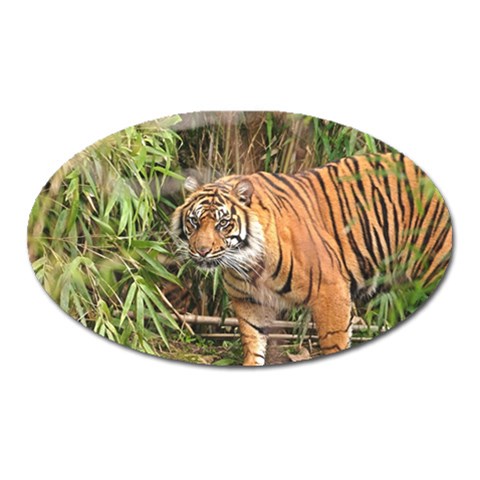 Tiger 1 Magnet (Oval) from ArtsNow.com Front