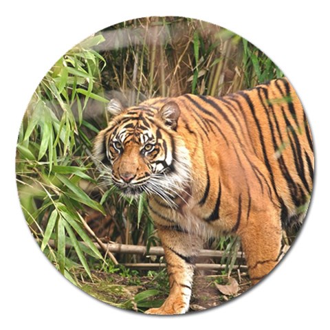 Tiger 1 Magnet 5  (Round) from ArtsNow.com Front