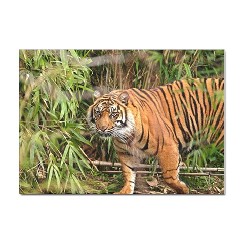 Tiger 1 Sticker A4 (10 pack) from ArtsNow.com Front