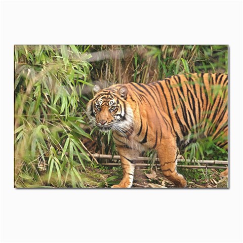 Tiger 1 Postcards 5  x 7  (Pkg of 10) from ArtsNow.com Front