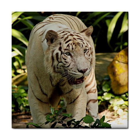 Tiger 2 Tile Coaster from ArtsNow.com Front