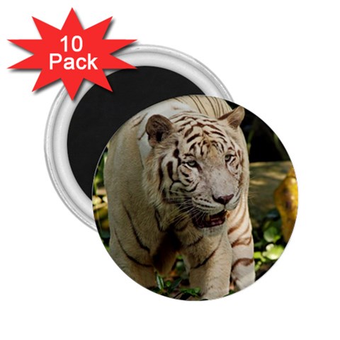 Tiger 2 2.25  Magnet (10 pack) from ArtsNow.com Front