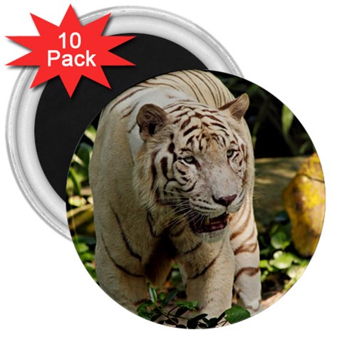 Tiger 2 3  Magnet (10 pack) from ArtsNow.com Front