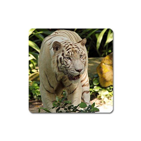 Tiger 2 Magnet (Square) from ArtsNow.com Front